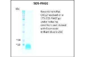 SDS-PAGE (SDS) image for Chemokine (C-X-C Motif) Ligand 2 (CXCL2) (Active) protein (ABIN5509438) (CXCL2 Protein)