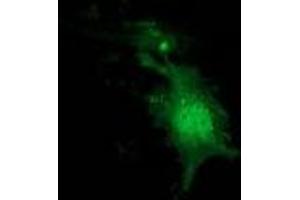 Anti-NUDT6 mouse monoclonal antibody (ABIN2454221) immunofluorescent staining of COS7 cells transiently transfected by pCMV6-ENTRY NUDT6 (RC203470).