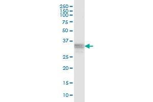 RNF166 MaxPab polyclonal antibody. (RNF166 antibody  (AA 1-237))