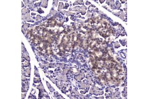 IHC testing of FFPE rat pancreas tissue with IDE antibody at 1ug/ml. (IDE antibody)
