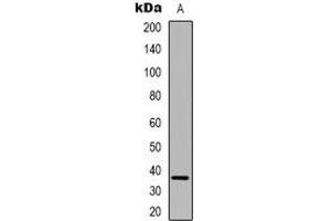 Western blot analysis of FAM84B expression in HUVEC (A) whole cell lysates. (FAM84B antibody  (N-Term))