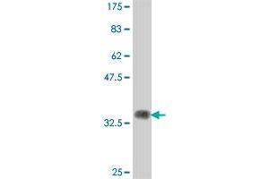Western Blot detection against Immunogen (37. (DGCR14 antibody  (AA 377-476))