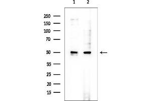 Western blot analysis of lysates from various samples, using BAG4 Mouse Monoclonal Antibody at 1/1000 dilution.