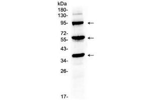 Western blot testing of mouse liver tissue lysate with Thrombopoietin antibody at 0.