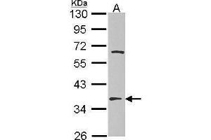 WB Image Sample (30 ug of whole cell lysate) A: Hep G2 , 10% SDS PAGE EF-TsMt antibody antibody diluted at 1:1000 (TSFM antibody)