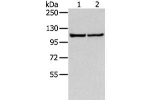 Western blot analysis of 231 and hela cell using WWP1 Polyclonal Antibody at dilution of 1:300 (WWP1 antibody)