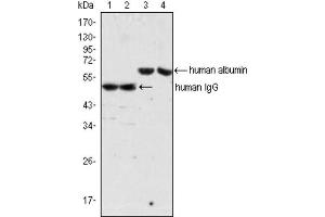 Western blot analysis using IgG antibody (lane 1, 2) and Albumin antibody (lane 3, 4) against human serum (lane 1, 3) and plasma (lane 2, 4). (Mouse anti-Human IgG Antibody)