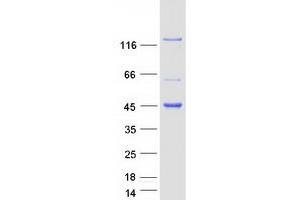 Validation with Western Blot (KANK4 Protein (Myc-DYKDDDDK Tag))
