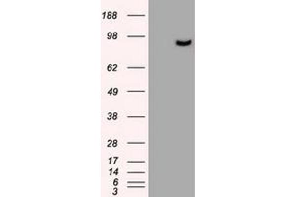 Prominin 2 antibody
