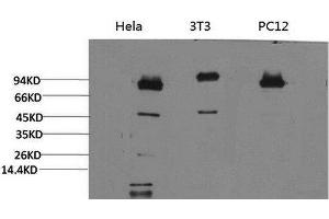 Western Blot analysis of 1) Hela, 2)3T3, 3) PC-12 cells using STAT3 Monoclonal Antibody at dilution of 1:2000. (STAT3 antibody)