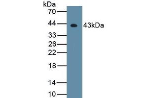 Detection of Recombinant HDAC11, Mouse using Polyclonal Antibody to Histone Deacetylase 11 (HDAC11) (HDAC11 antibody  (AA 1-347))