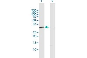 Western Blot analysis of RDH12 expression in transfected 293T cell line by RDH12 MaxPab polyclonal antibody.
