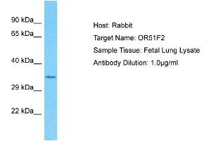 Host: Rabbit Target Name: OR51F2 Sample Type: Fetal Lung lysates Antibody Dilution: 1. (OR51F2 antibody  (C-Term))
