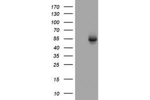 Image no. 3 for anti-3-Oxoacyl-ACP Synthase, Mitochondrial (OXSM) (AA 78-343) antibody (ABIN1491675) (OXSM antibody  (AA 78-343))