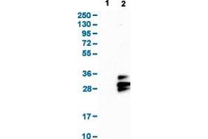 Western Blot analysis with TSPAN9 polyclonal antibody . (Tetraspanin 9 antibody  (AA 123-200))