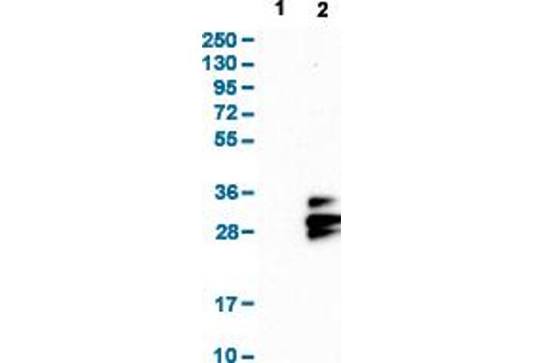 Tetraspanin 9 anticorps  (AA 123-200)