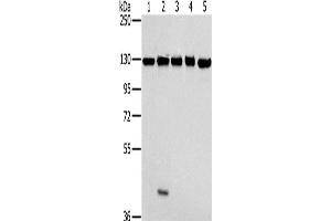 Western Blotting (WB) image for anti-Matrin 3 (MATR3) antibody (ABIN2430421) (MATR3 antibody)