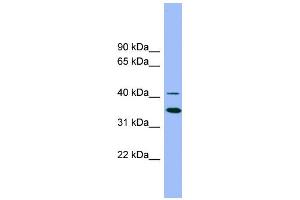 WB Suggested Anti-GATA5 Antibody Titration:  0.
