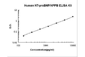 Natriuretic Peptides B (NPPB) ELISA Kit