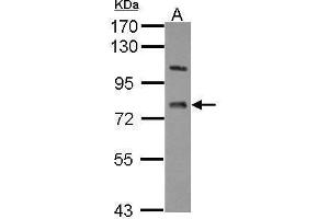 WB Image Sample (30 ug of whole cell lysate) A: U87-MG 7. (LSS antibody)