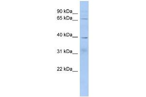 Western Blotting (WB) image for anti-KH Domain Containing, RNA Binding, Signal Transduction Associated 2 (KHDRBS2) (Middle Region) antibody (ABIN2785232)