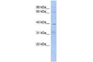WB Suggested Anti-KHDRBS2 Antibody Titration: 0.