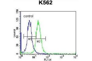 Flow cytometric analysis of K562 cells using Follicle-stimulating hormone / FSH Antibody (Center) Cat. (FSH antibody  (Middle Region))