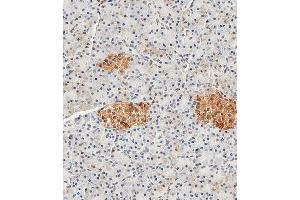 Immunohistochemical analysis of paraffin-embedded Human pancreas tissue using (ABIN389272 and ABIN2839405) performed on the Leica® BOND RXm. (ENO2/NSE antibody  (AA 6-32))