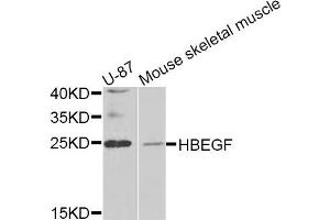 Western blot analysis of extracts of U-87 and mouse skeletal muscle cell lines, using HBEGF antibody. (HBEGF antibody)