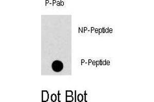 Image no. 1 for anti-Mitogen-Activated Protein Kinase 8 (MAPK8) (pThr183) antibody (ABIN358374) (JNK antibody  (pThr183))
