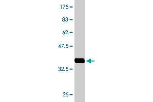 Western Blot detection against Immunogen (36. (ALAS2 antibody  (AA 1-100))