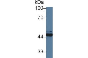Detection of FKBPL in Human Hela cell lysate using Polyclonal Antibody to FK506 Binding Protein Like Protein (FKBPL) (FKBPL antibody  (AA 1-349))