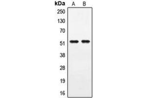Western blot analysis of PPHLN1 expression in A549 (A), COLO205 (B) whole cell lysates.