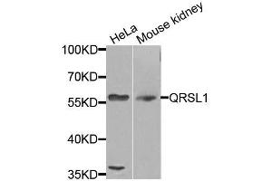 Western blot analysis of extracts of various cell lines, using QRSL1 antibody (ABIN5974691) at 1/1000 dilution. (QRSL1 antibody)