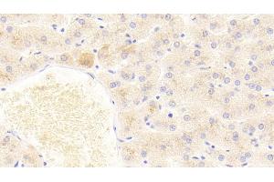 Immunohistochemistry (IHC) image for anti-Fibroblast Growth Factor 2 (Basic) (FGF2) (AA 159-288) antibody (ABIN7431986)