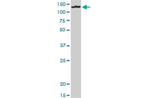 MORC1 antibody  (AA 1-100)