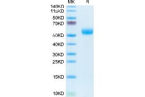 APOH Protein (AA 20-345) (His tag)