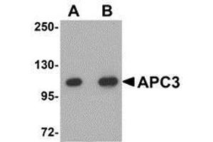 Western blot analysis of APC3 in mouse liver tissue lysate with AP30059PU-N APC3 antibody at (A) 1 and (B) 2 μg/ml. (CDC27 antibody  (C-Term))