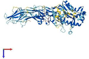 AlphaFold protein structure predicition of Mouse Recombinant Padi6 Protein, UniprotID Q8K3V4
