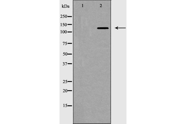 ZEB2 antibody  (N-Term)