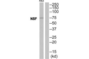 Western blot analysis of extracts from CoLo cells, using NSF antibody. (NSF antibody  (Internal Region))