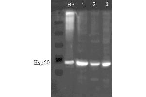 Western blot analysis of Human, Dog, Mouse SKBR3, MDCK, and MEF cell line lysates showing detection of HSP60 protein using Rabbit Anti-HSP60 Polyclonal Antibody . (HSPD1 antibody  (FITC))