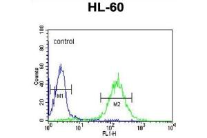 Flow Cytometry (FACS) image for anti-Cbl Proto-Oncogene B, E3 Ubiquitin Protein Ligase (CBLB) antibody (ABIN3003861) (Cbl Proto-Oncogene B, E3 Ubiquitin Protein Ligase (CBLB) antibody)