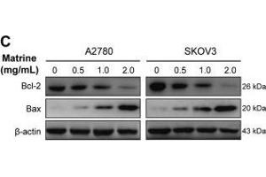Apoptosis induced by matrine in ovarian cancer cells. (BAX antibody  (AA 1-100))