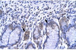 Human Stomach; RBPSUH antibody - C-terminal region in Human Stomach cells using Immunohistochemistry