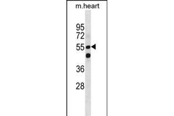 SMARCD1 antibody  (AA 309-335)