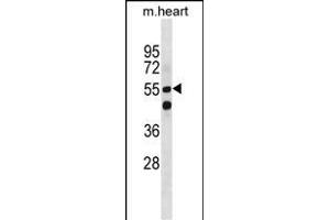 Mouse Smarcd1 Antibody (Center) (ABIN1881818 and ABIN2850422) western blot analysis in mouse heart tissue lysates (35 μg/lane).