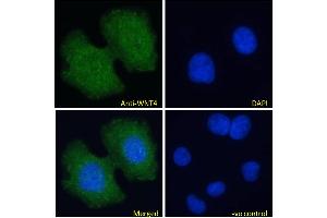 Immunofluorescence (IF) image for anti-Wingless-Type MMTV Integration Site Family, Member 4 (WNT4) (Internal Region) antibody (ABIN184715)