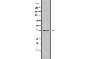 OR51F2 antibody  (C-Term)