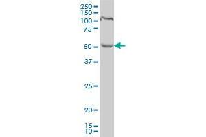 PDCD7 antibody  (AA 47-146)